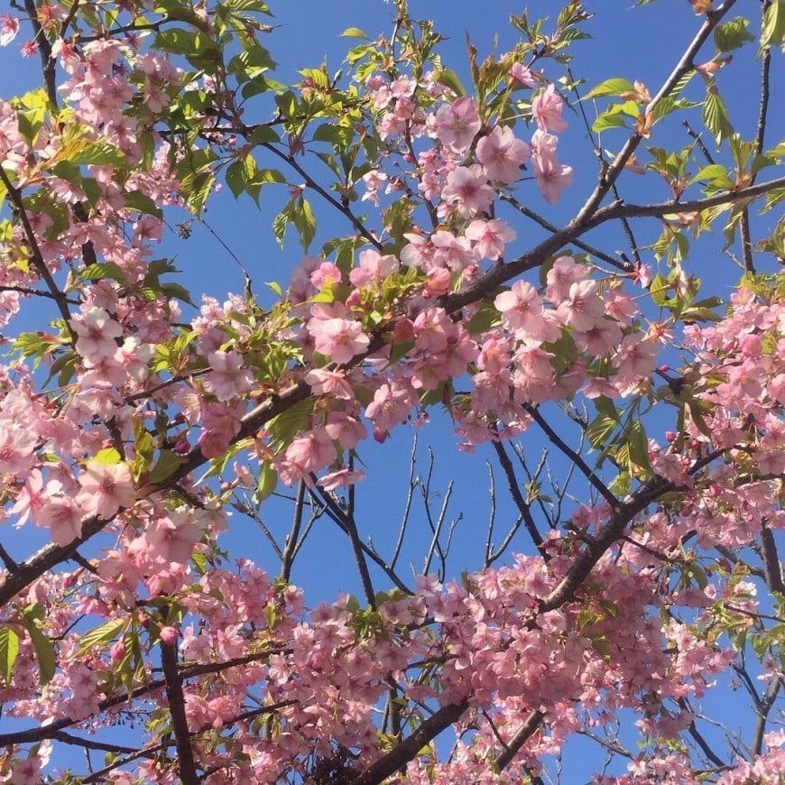 桜の季節ですよ♪